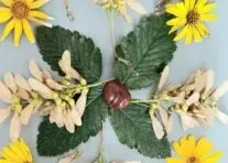 ZSS nr 90 - Wirtualna Wystawa – Jesienne Kompozycje z Darów Natury