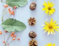 ZSS nr 90 - Wirtualna Wystawa – Jesienne Kompozycje z Darów Natury