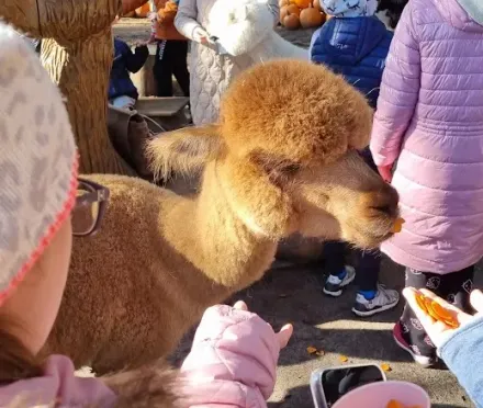 ZSS nr 90 - Wycieczka do farmy alpak