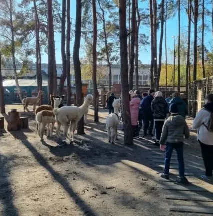 ZSS nr 90 - Wycieczka do farmy alpak