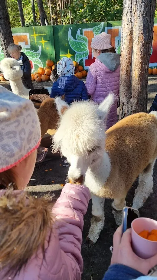 ZSS nr 90 - Wycieczka do farmy alpak